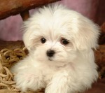 maltese-puppy